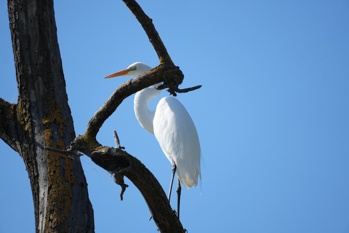 Great Egret - ML620713029