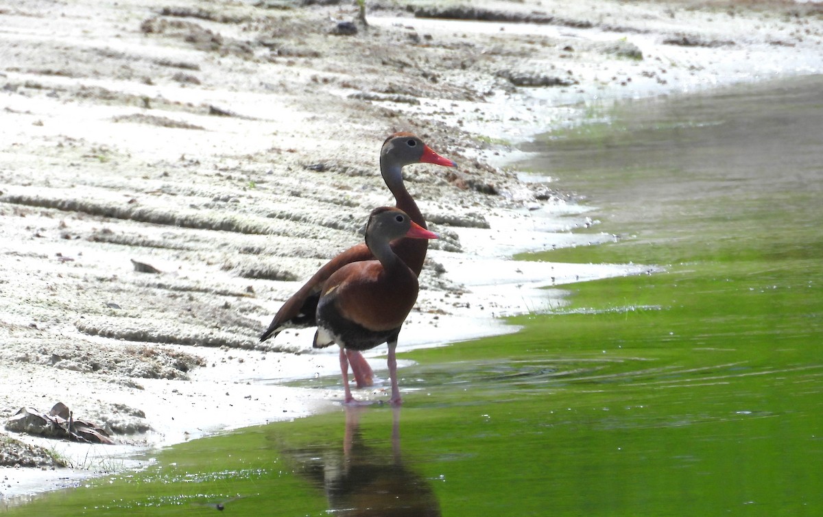 Dendrocygne à ventre noir - ML620713031