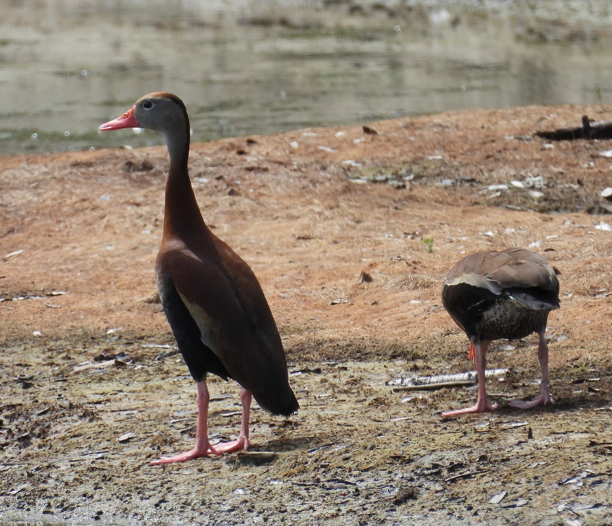 Black-bellied Whistling-Duck - ML620713032