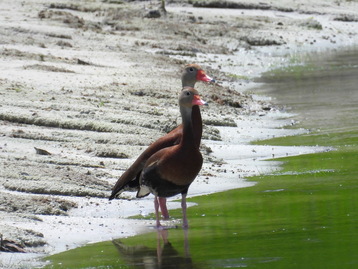 Dendrocygne à ventre noir - ML620713033