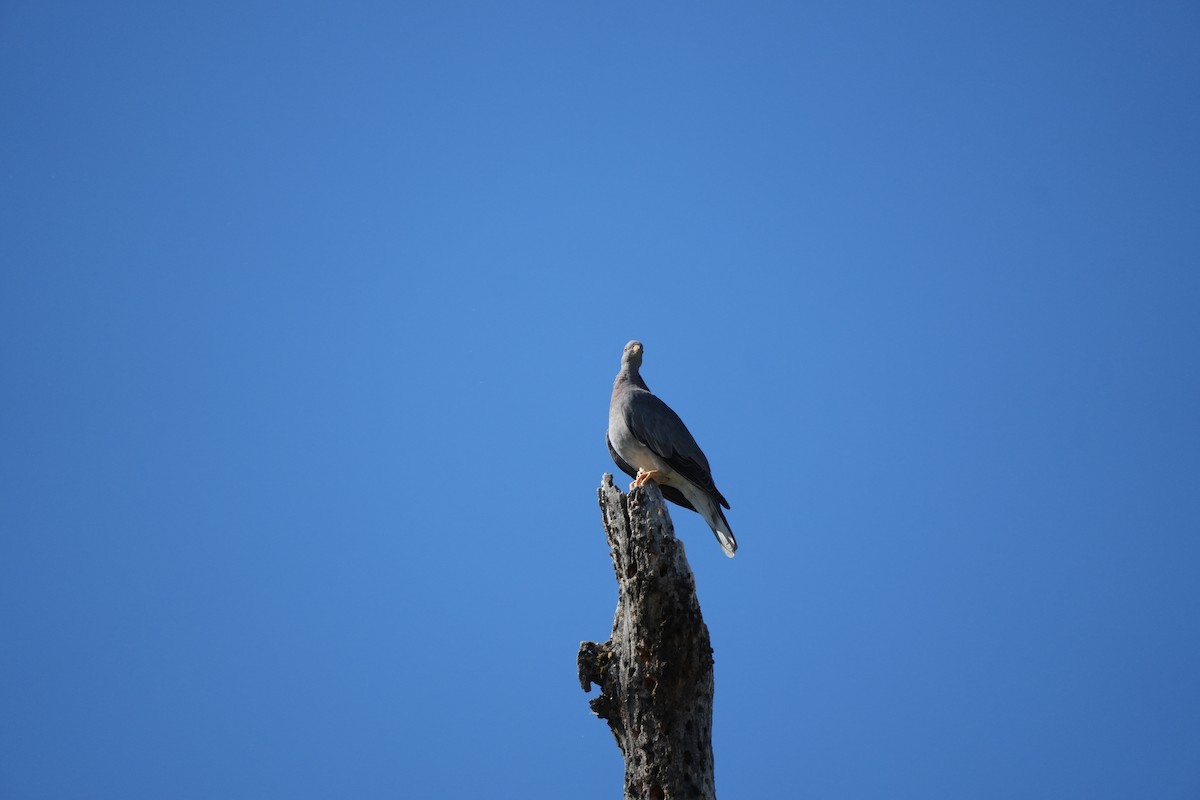 Band-tailed Pigeon - ML620713034
