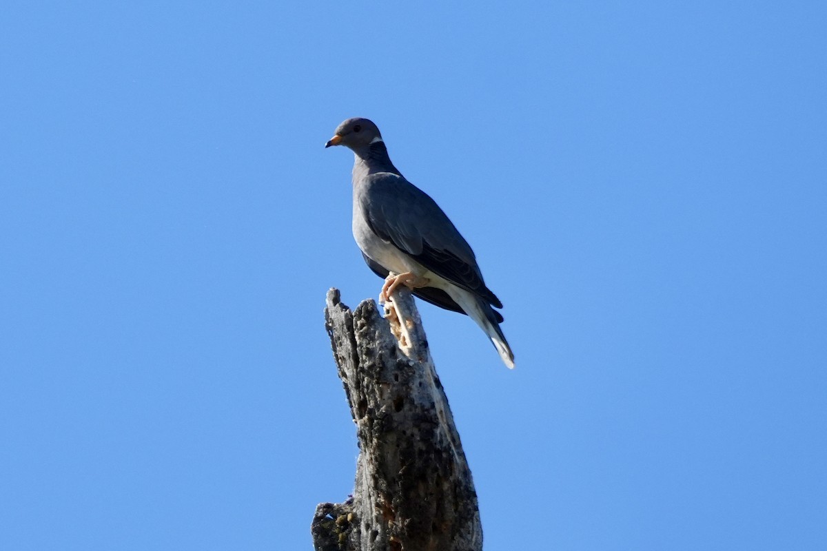 Pigeon à queue barrée - ML620713036