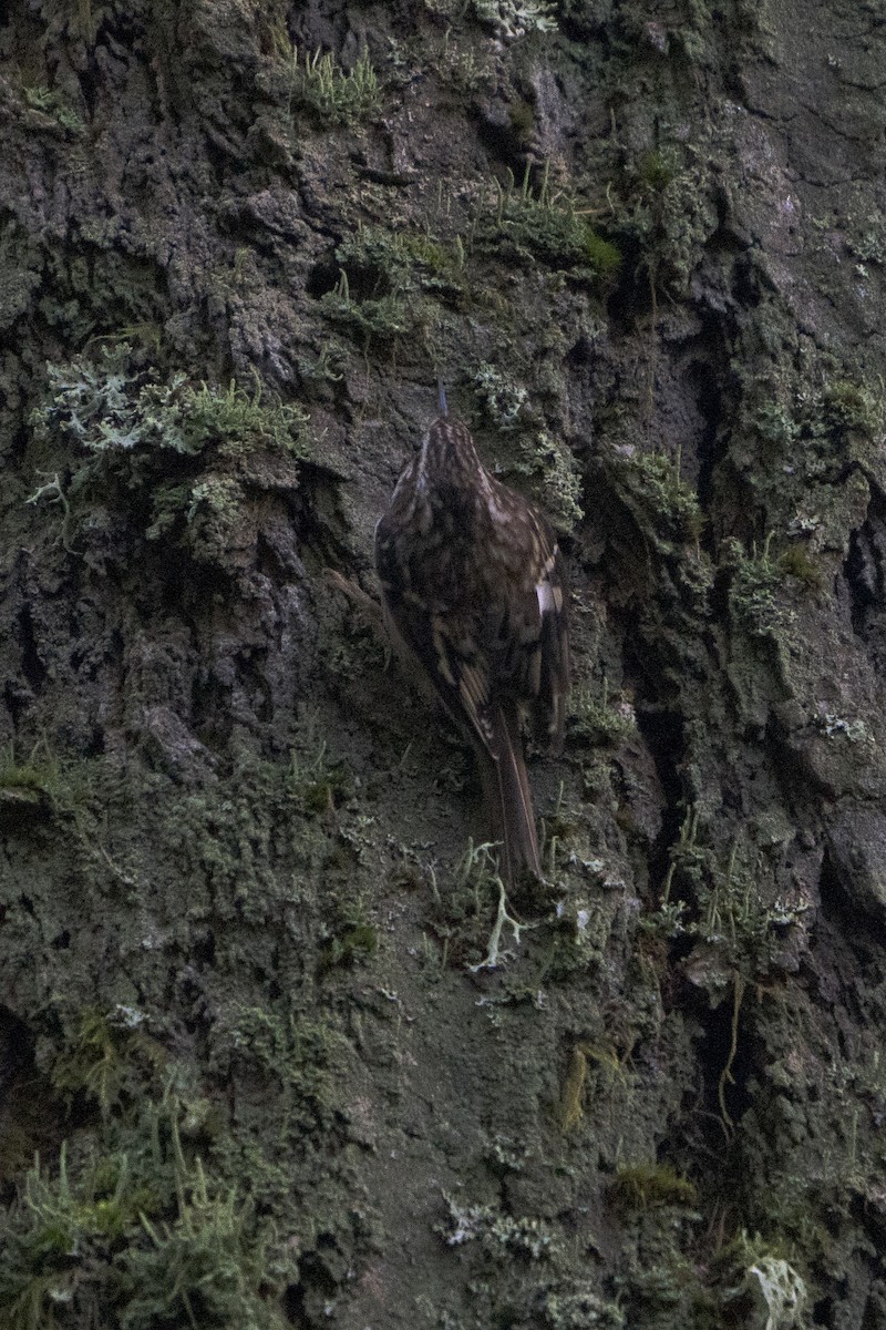 Brown Creeper - ML620713037