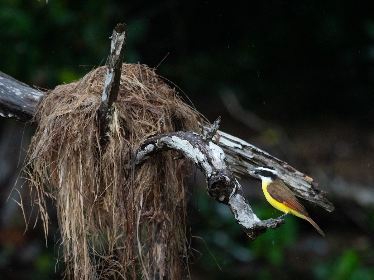 Great Kiskadee - ML620713039