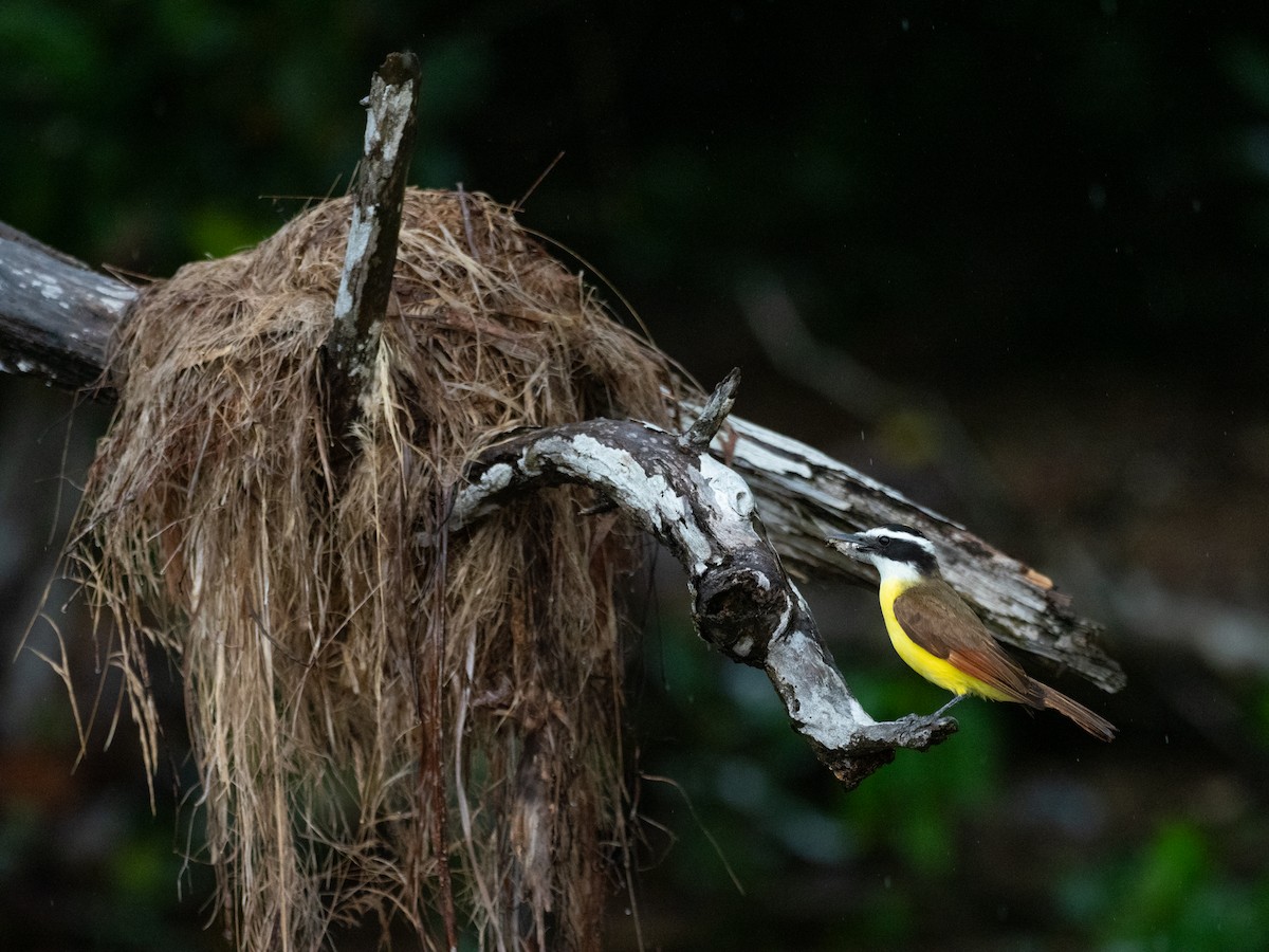 Great Kiskadee - ML620713040