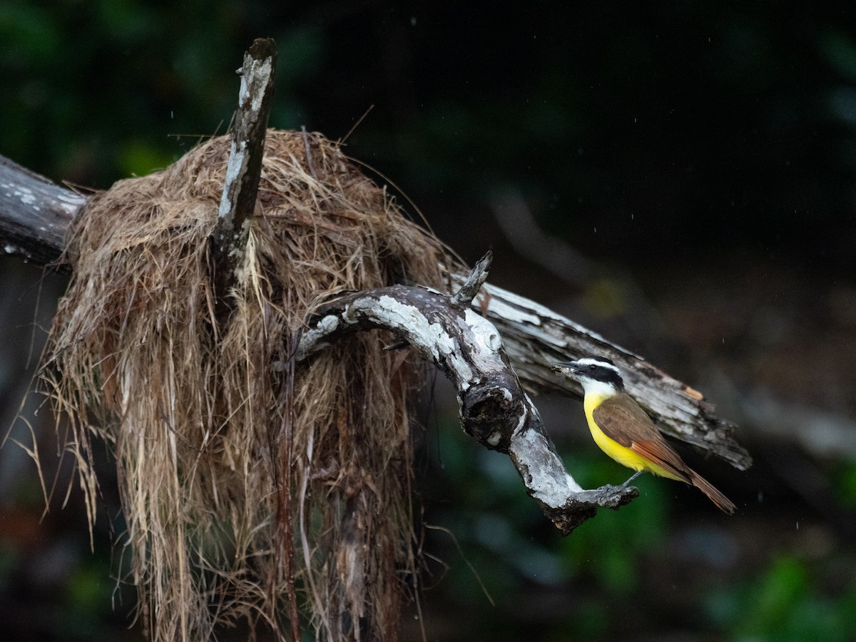 Great Kiskadee - ML620713041