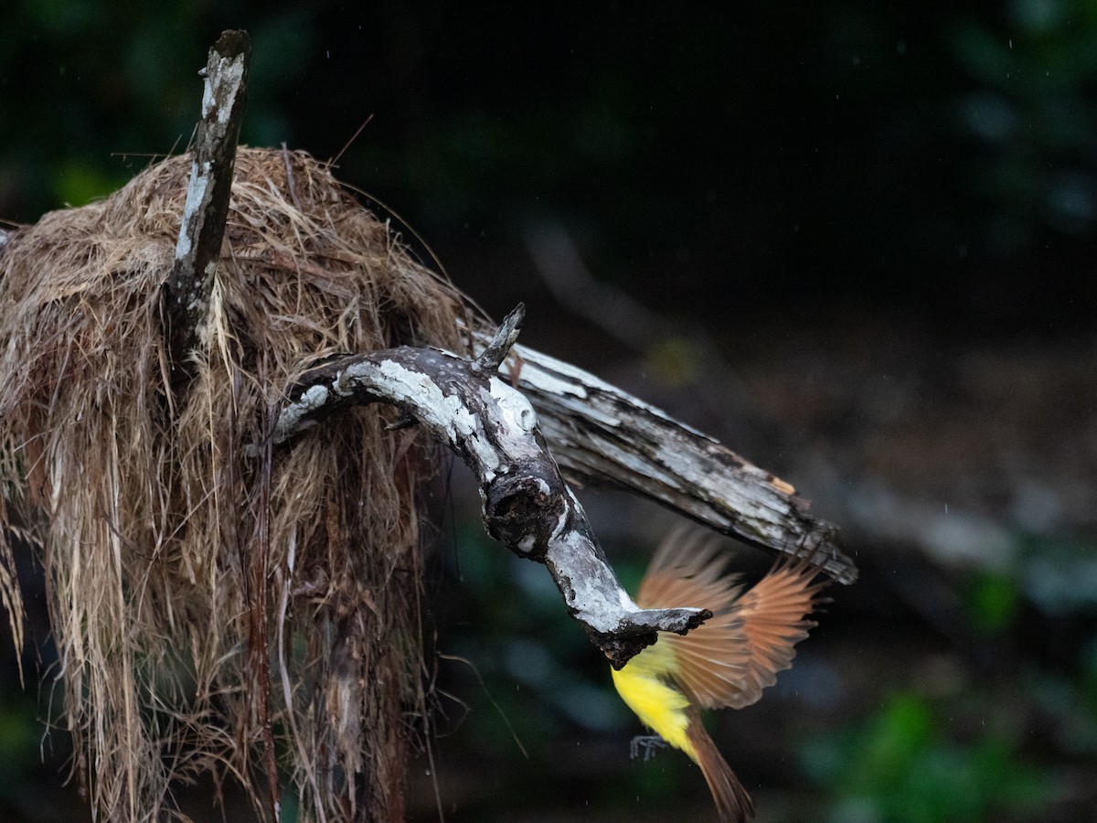 Great Kiskadee - ML620713043