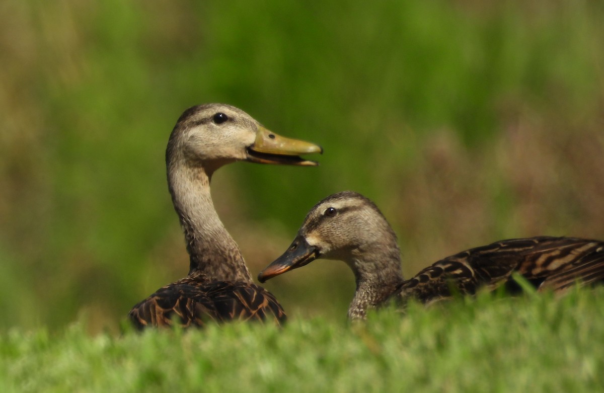 Mottled Duck - ML620713044