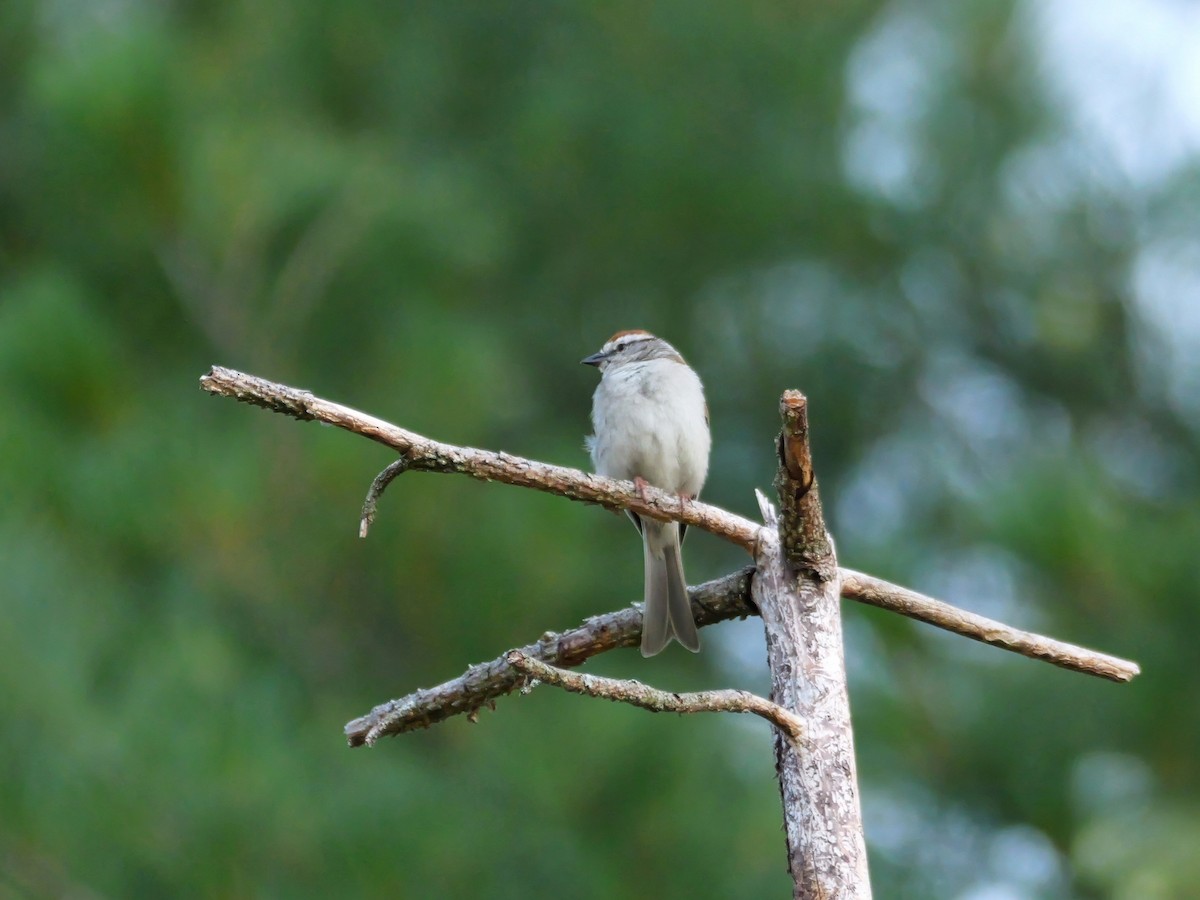 Chipping Sparrow - ML620713045