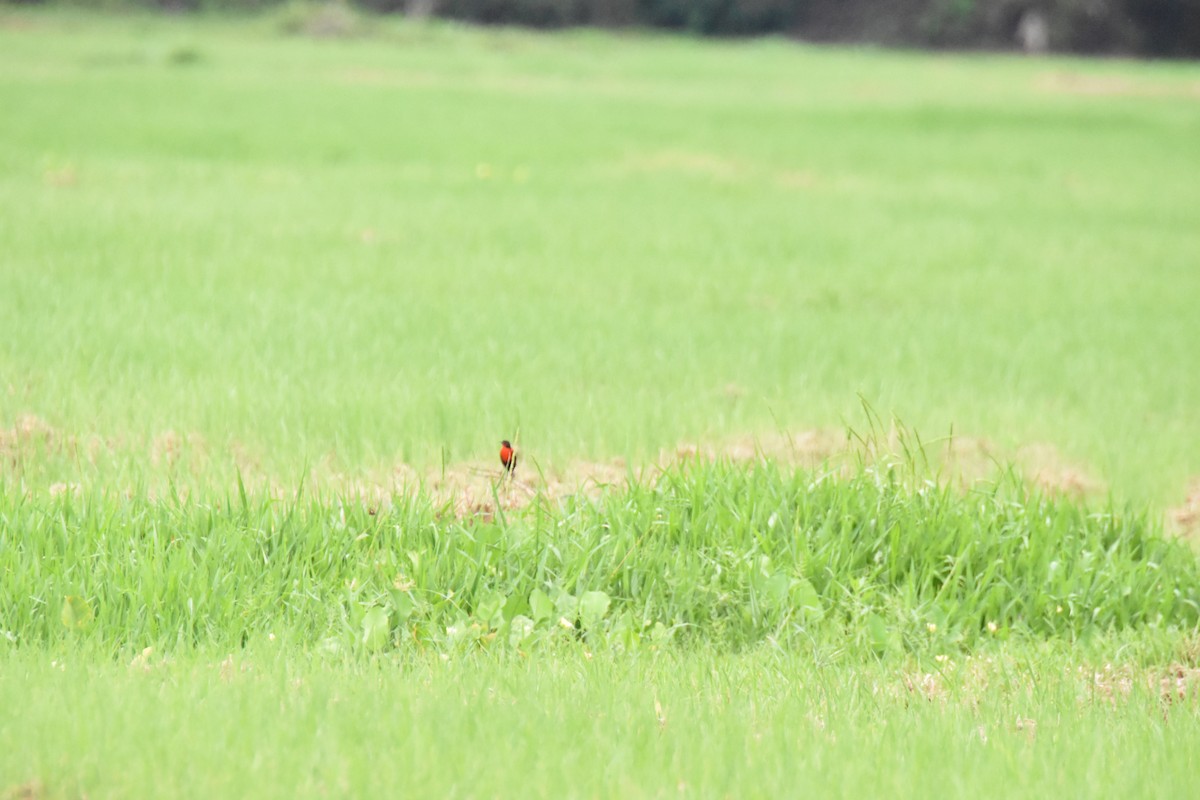 ムネアカマキバドリ - ML620713046