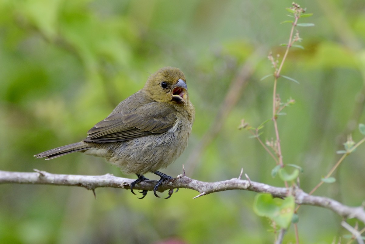Yellow-bellied Seedeater - ML620713047