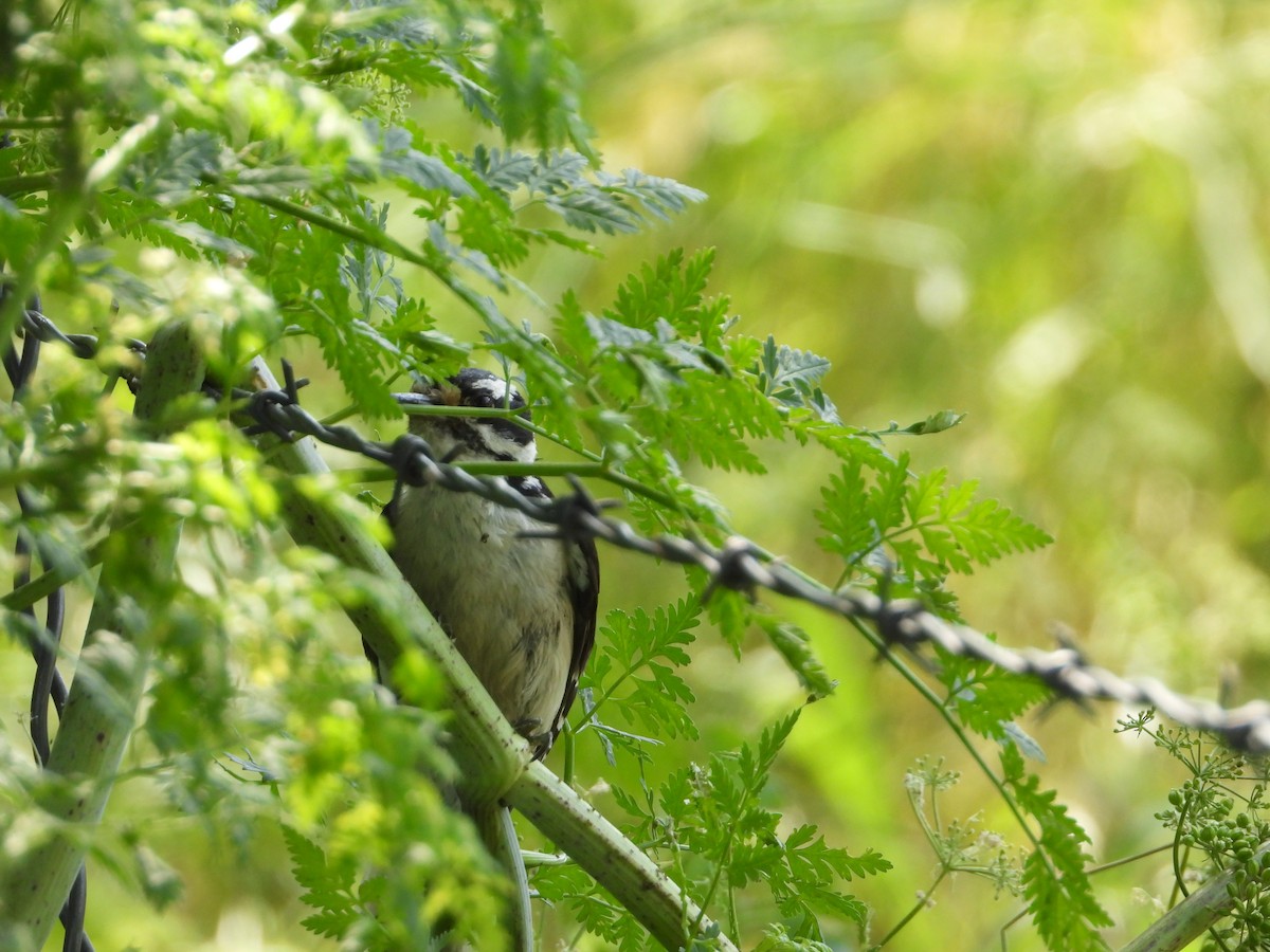 Downy Woodpecker (Rocky Mts.) - ML620713048