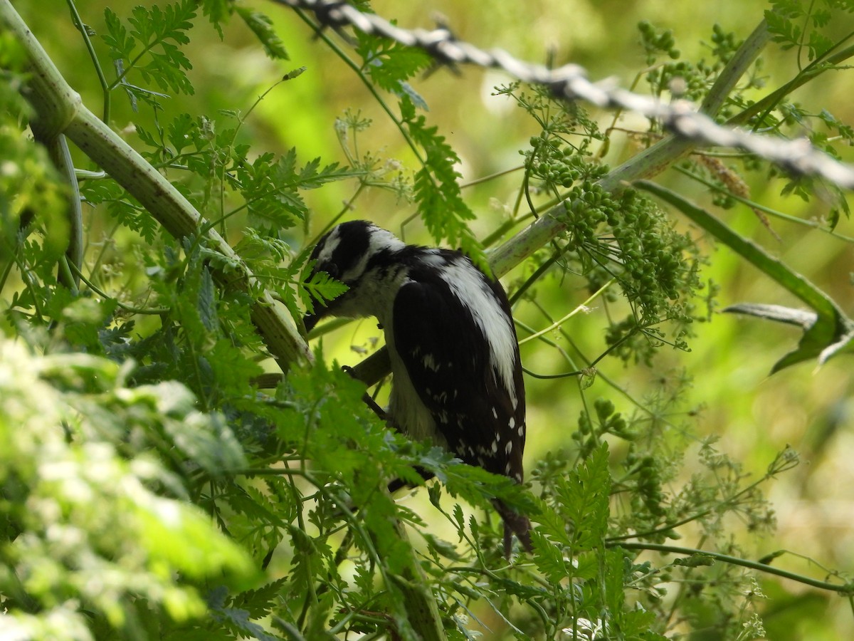 Downy Woodpecker (Rocky Mts.) - ML620713049