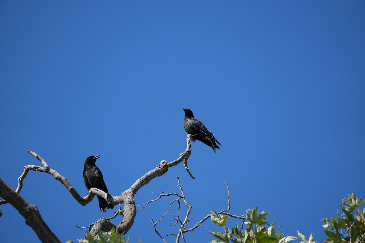 American Crow - ML620713050