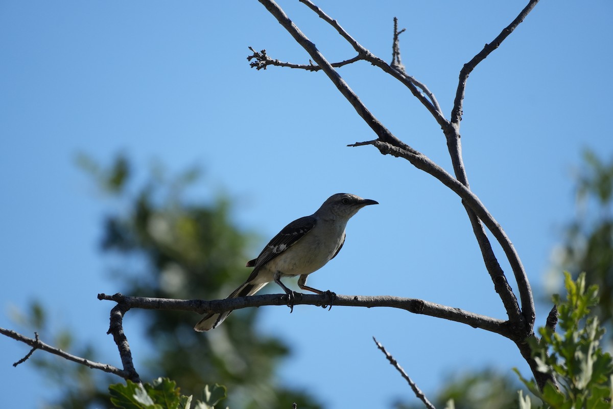 Northern Mockingbird - ML620713054