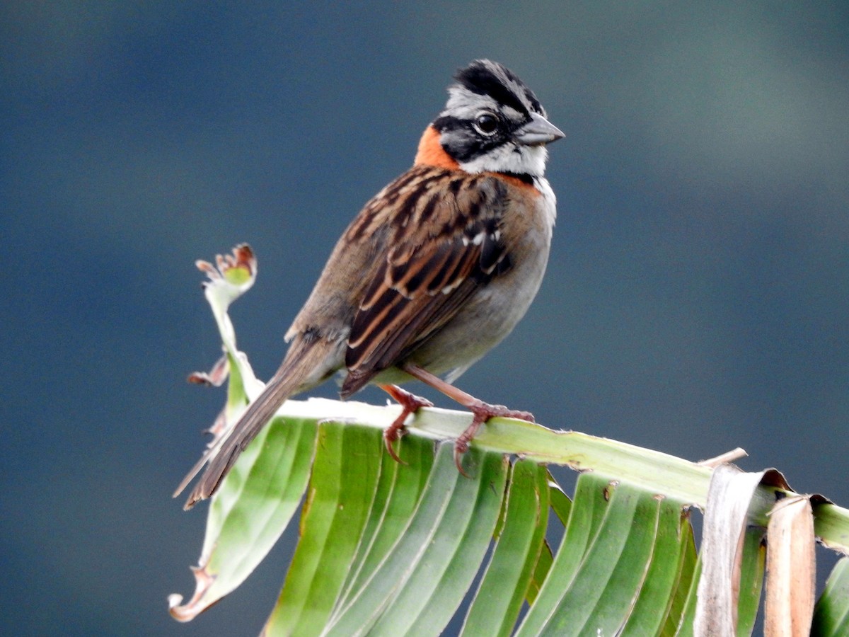 Rufous-collared Sparrow - Jorge Eduardo Mariño Indaburu @SmartBirding