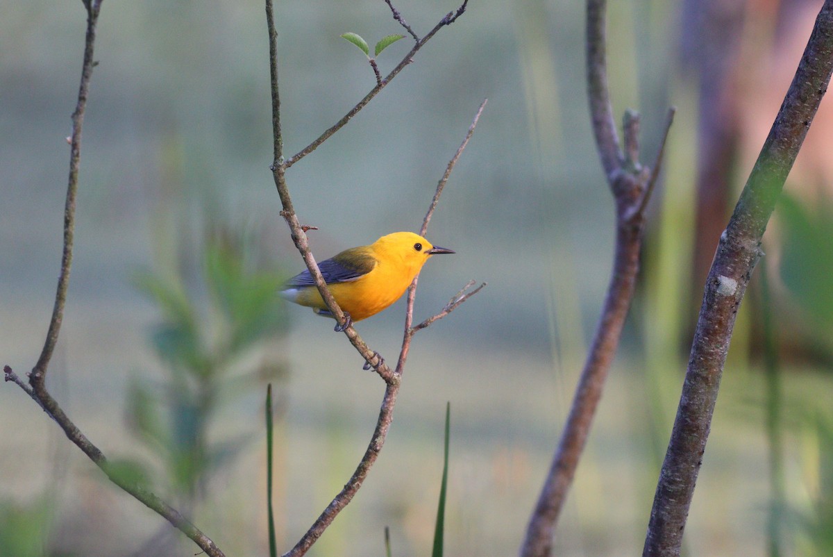 Prothonotary Warbler - ML620713065