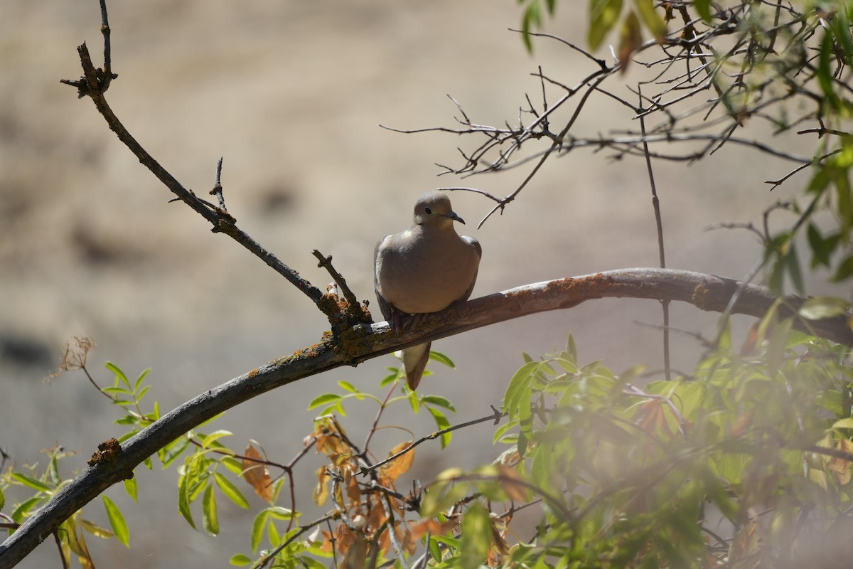 Mourning Dove - ML620713067