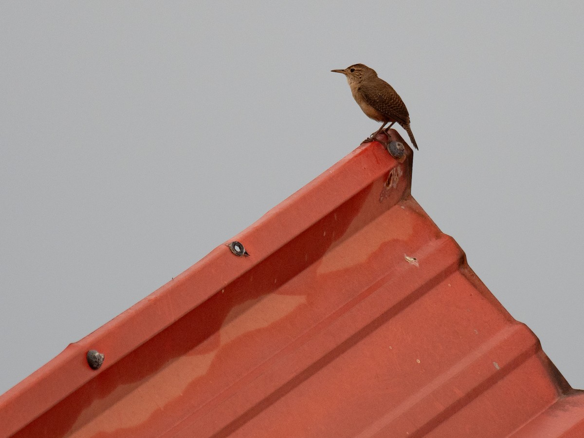 House Wren - Michele Kelly