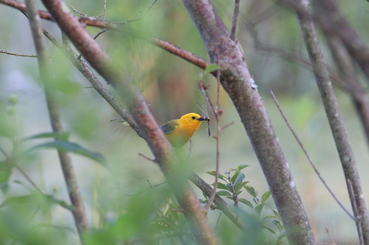 Prothonotary Warbler - ML620713087