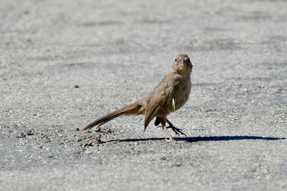 California Towhee - Ryan Ludman