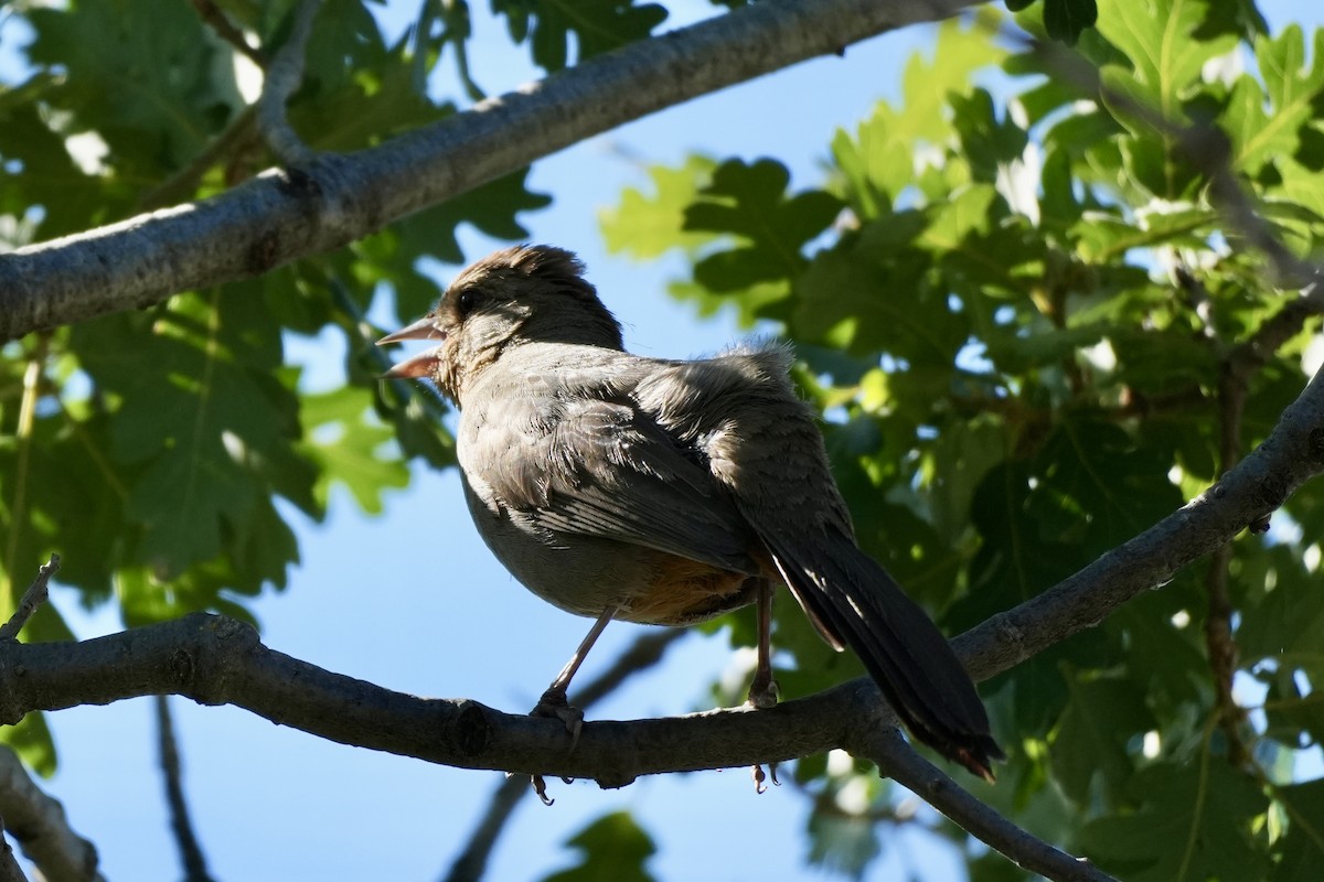 California Towhee - ML620713091