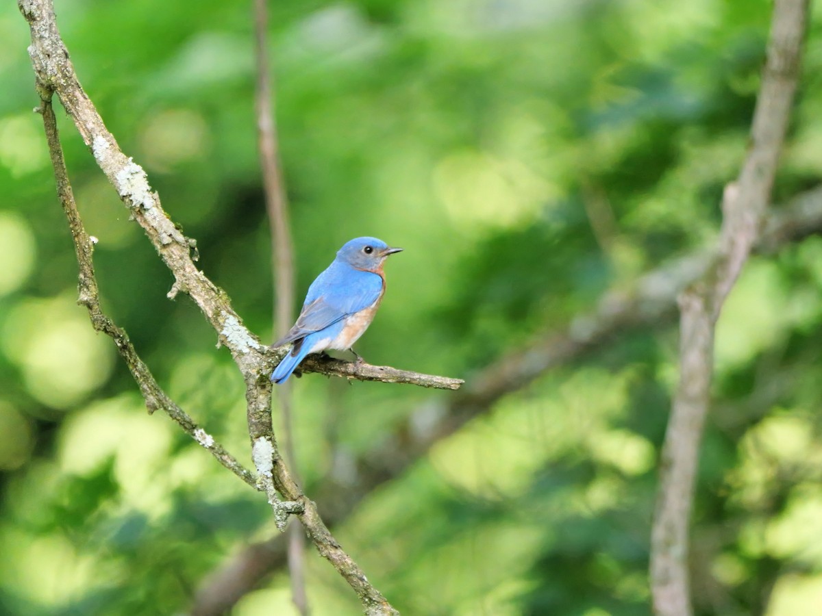 Eastern Bluebird - ML620713092