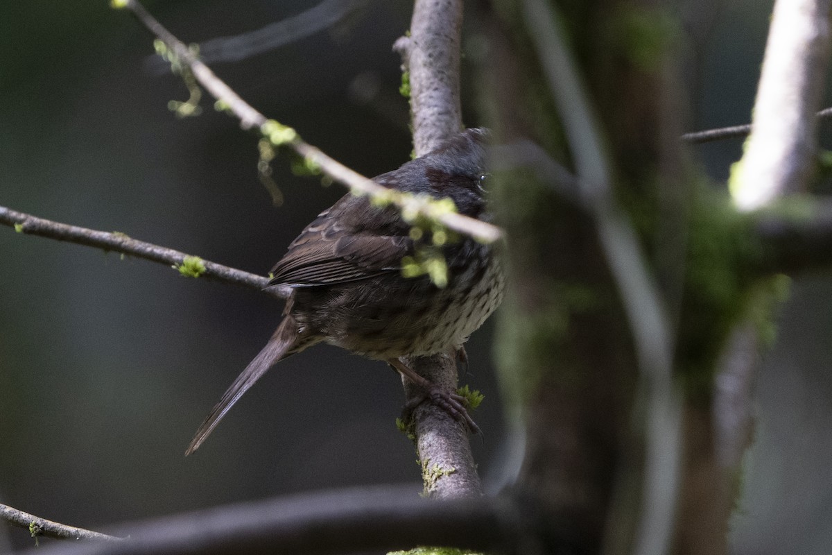 Song Sparrow - ML620713101