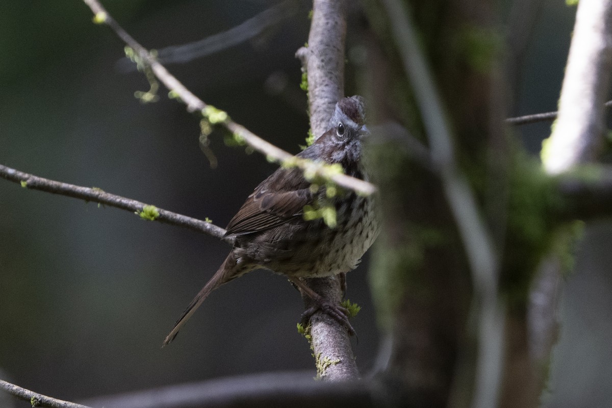 Song Sparrow - Kyle Arpke