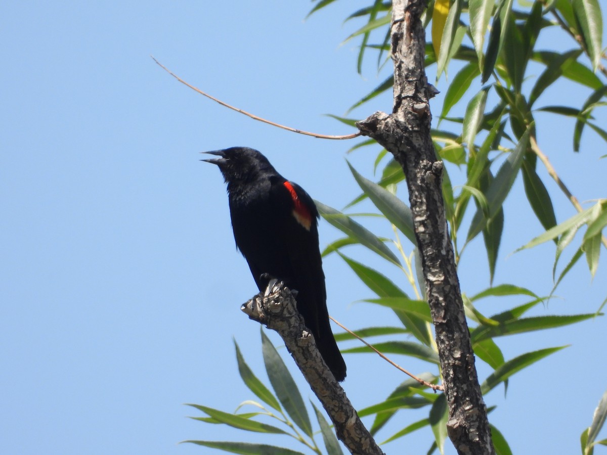 Red-winged Blackbird - ML620713106