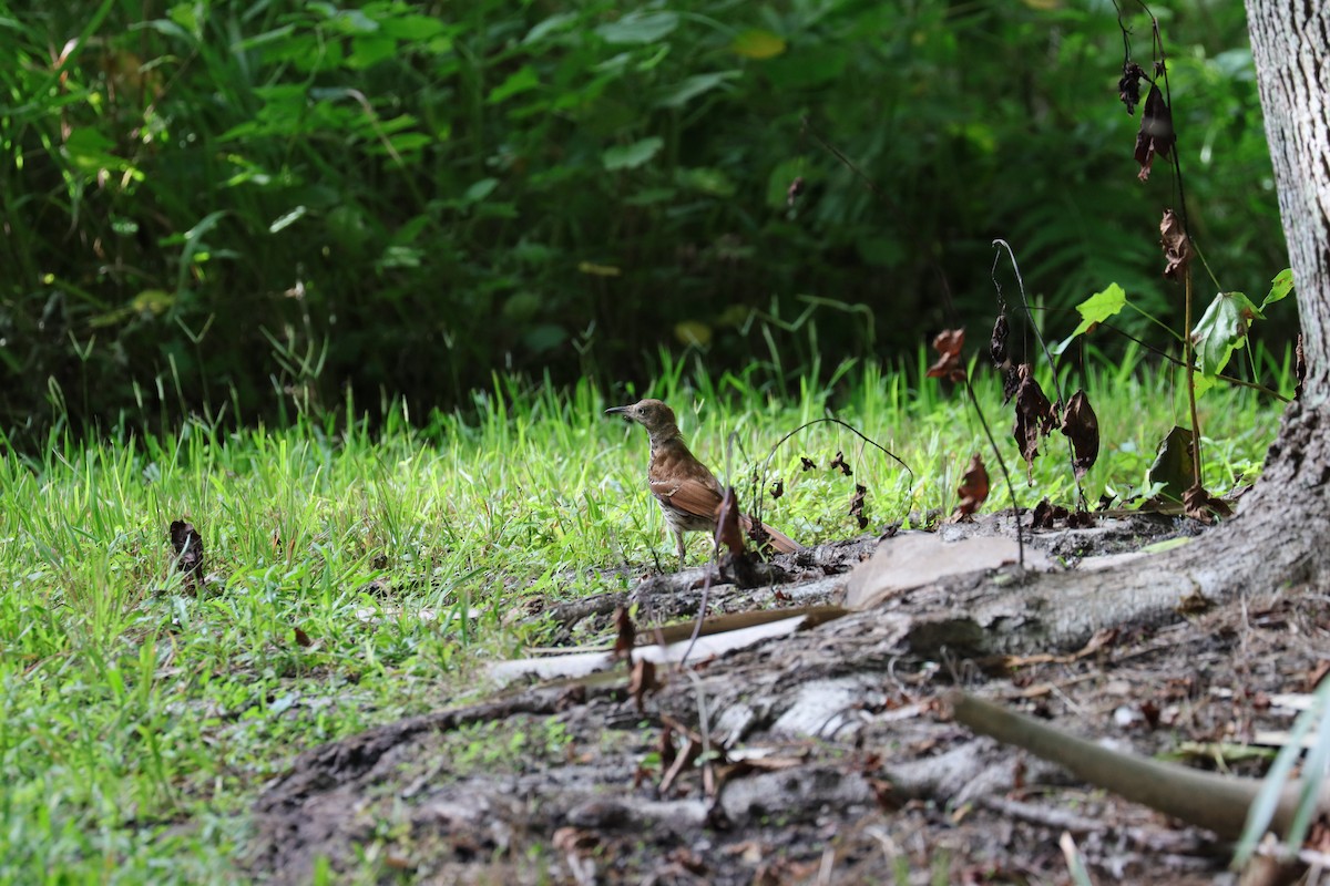 Brown Thrasher - ML620713107