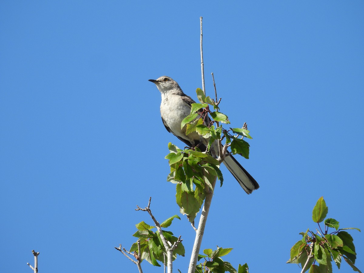 Northern Mockingbird - ML620713108