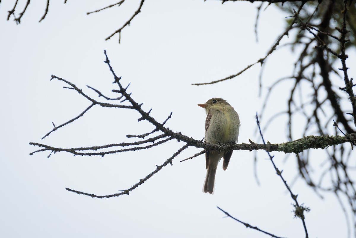 Yellow-bellied Flycatcher - ML620713112