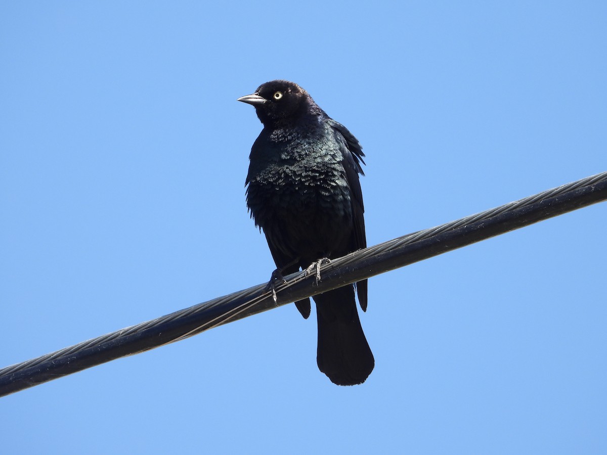 Brewer's Blackbird - ML620713119