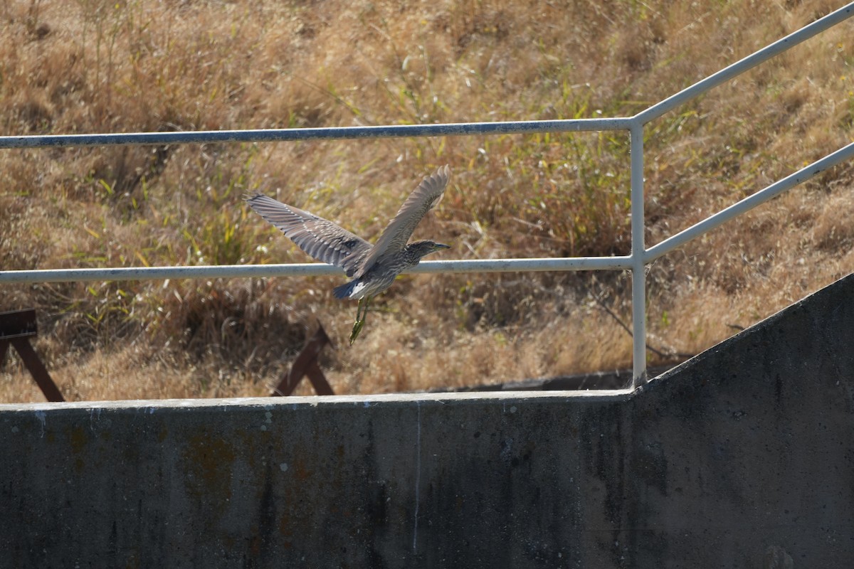 Black-crowned Night Heron - ML620713120