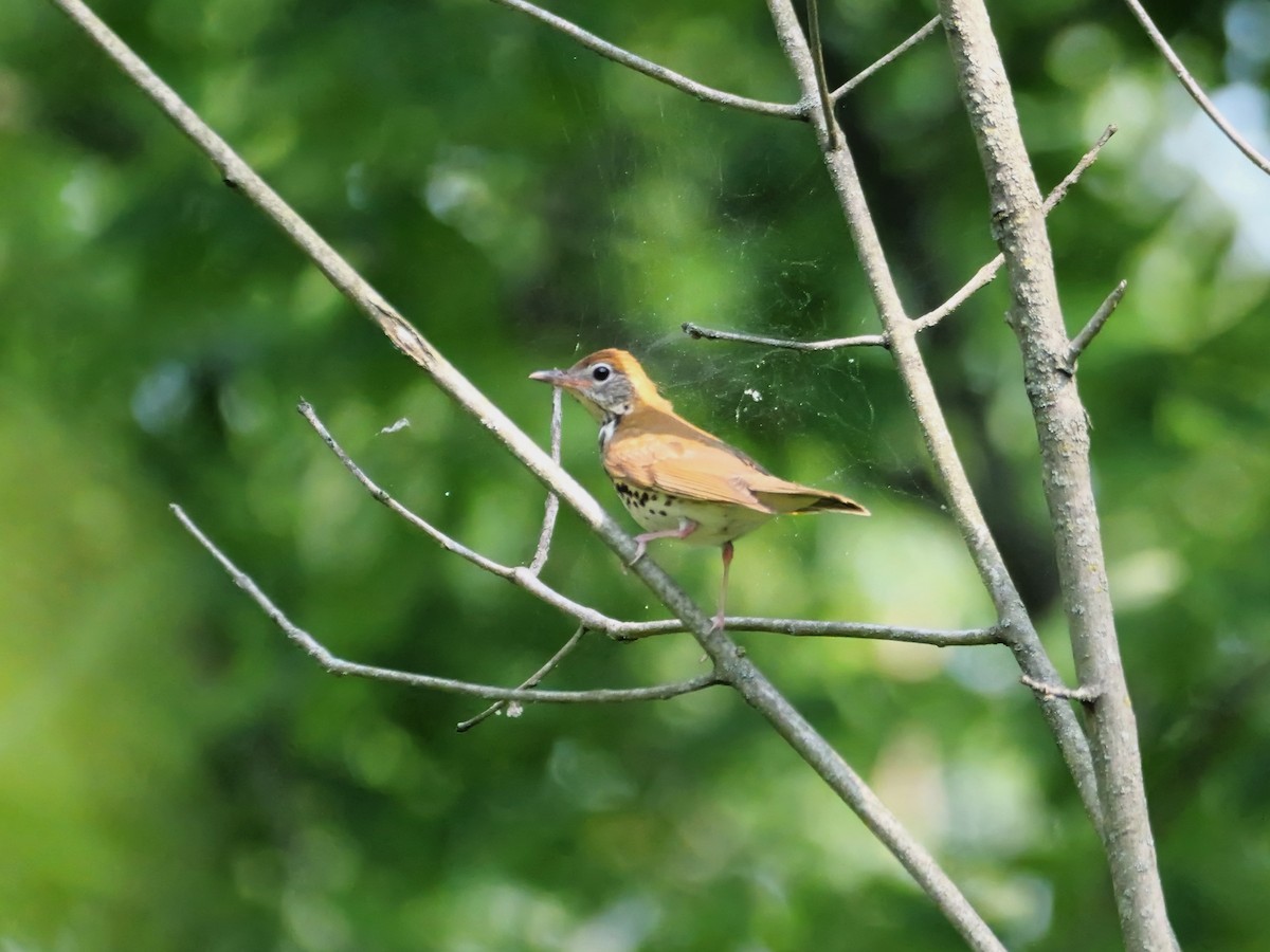 Wood Thrush - ML620713124