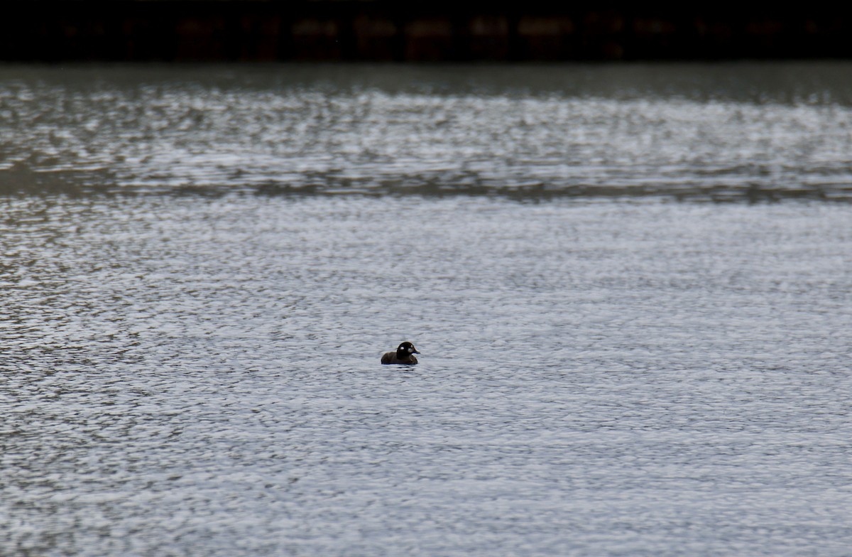 Harlequin Duck - ML620713125