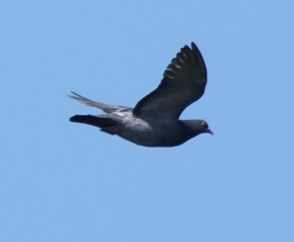 Rock Pigeon (Feral Pigeon) - ML620713126