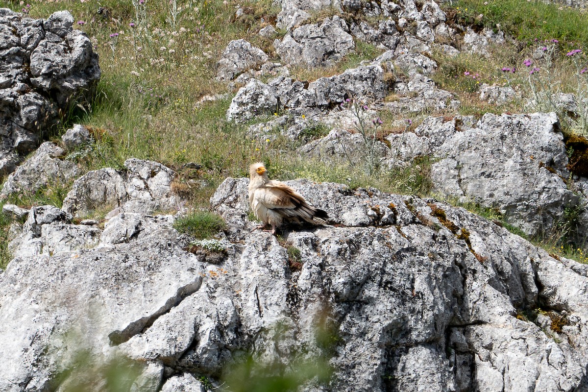 Egyptian Vulture - ML620713144