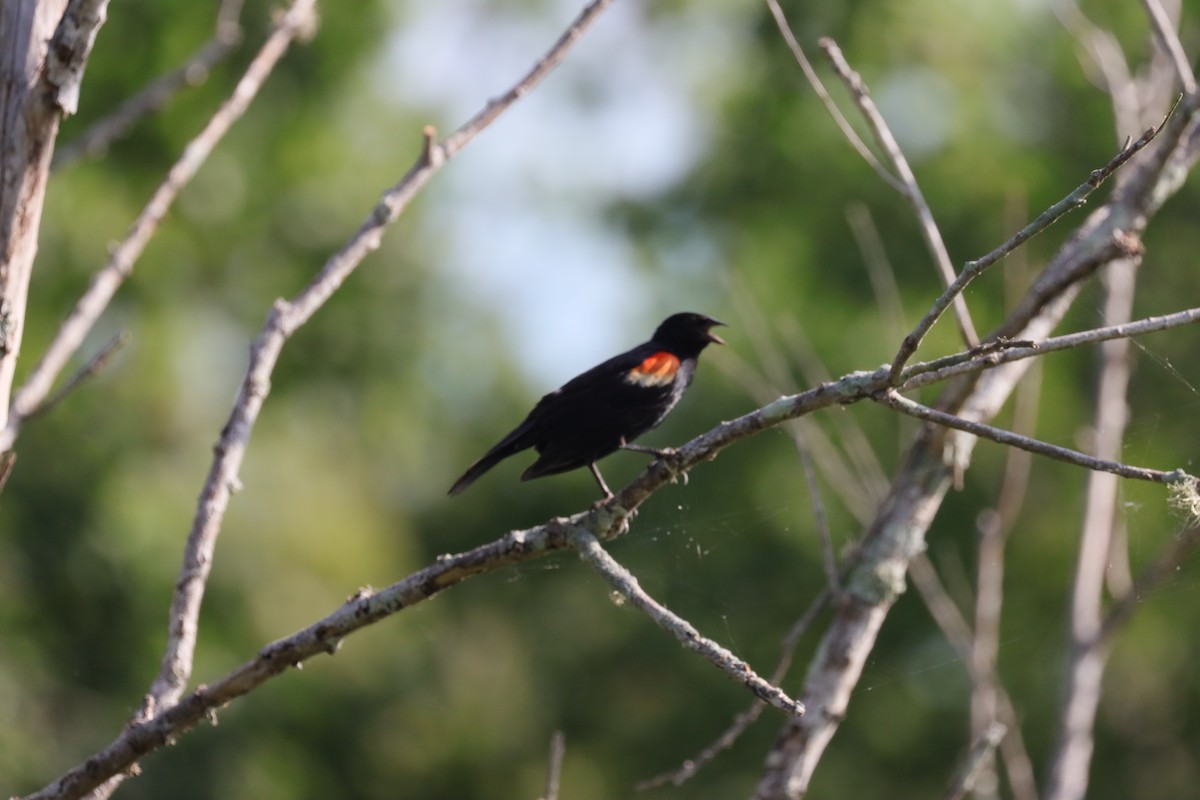 Red-winged Blackbird - ML620713149