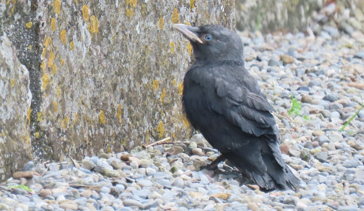 Eurasian Jackdaw - ML620713151