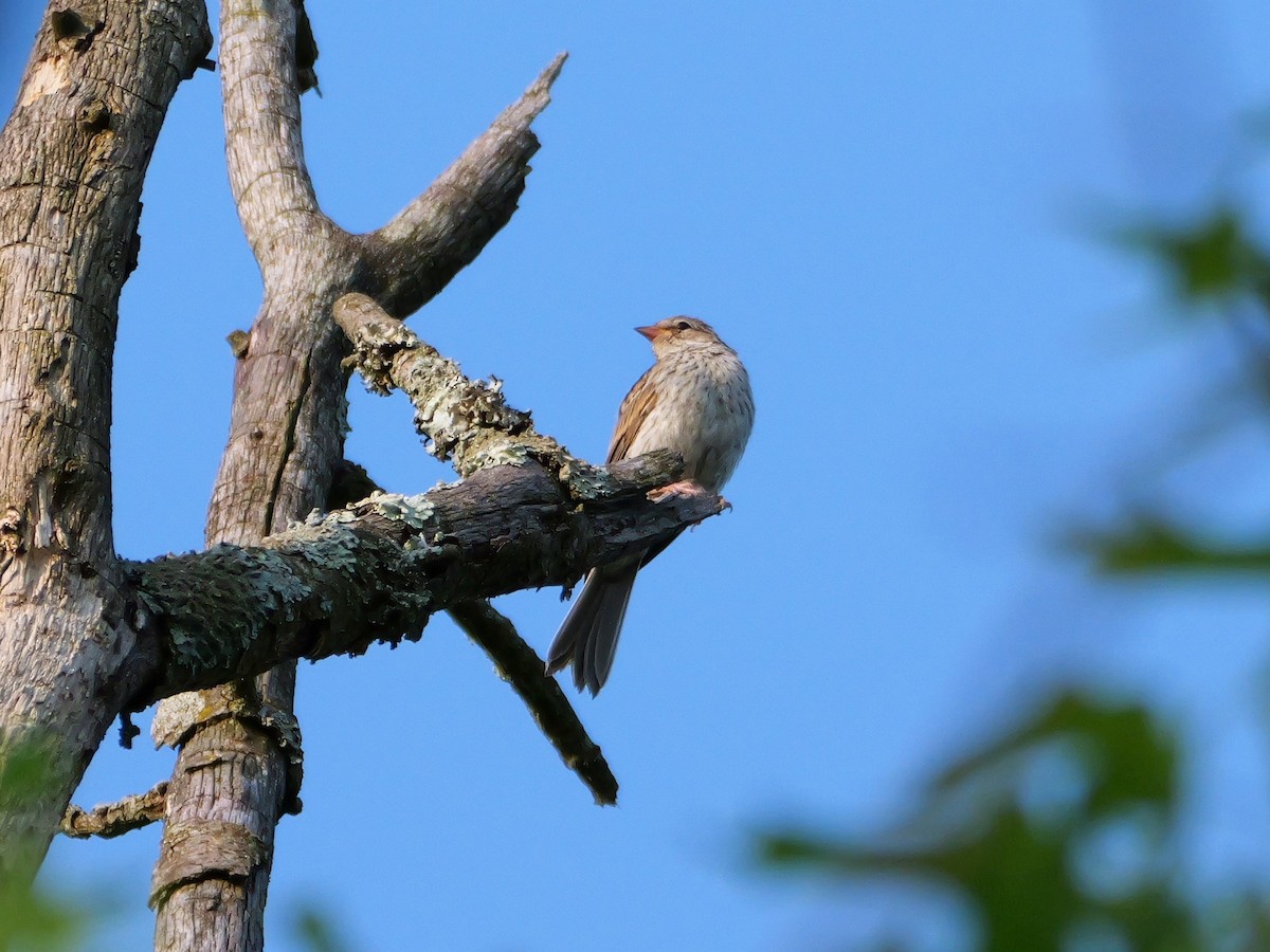 Chipping Sparrow - ML620713152