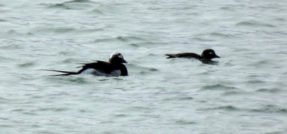 Long-tailed Duck - ML620713156