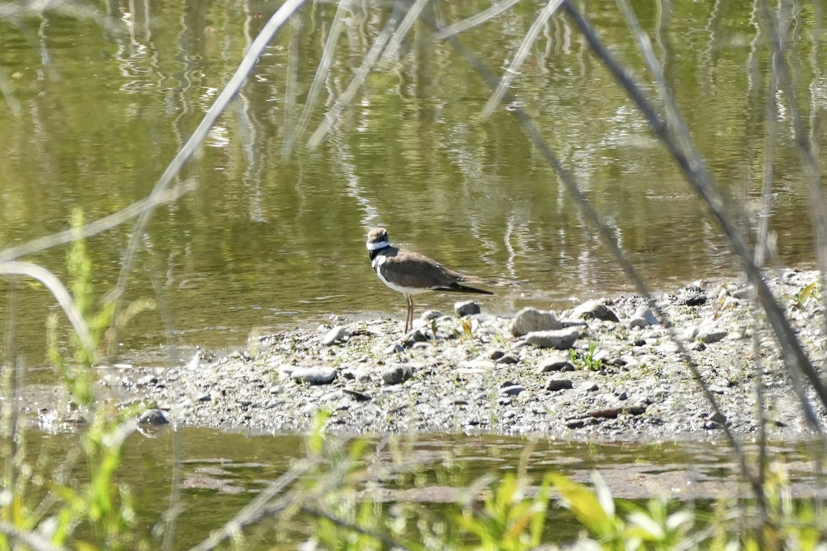 Killdeer - ML620713159