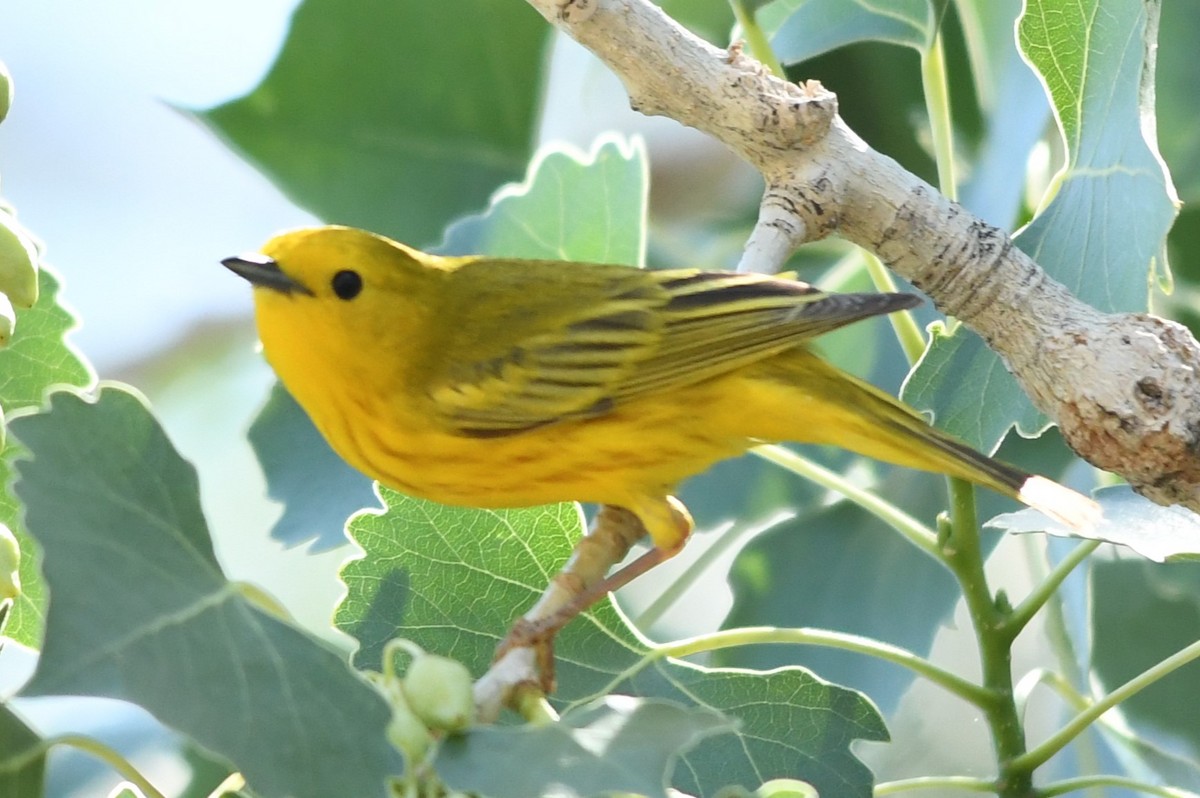 Yellow Warbler - ML620713160