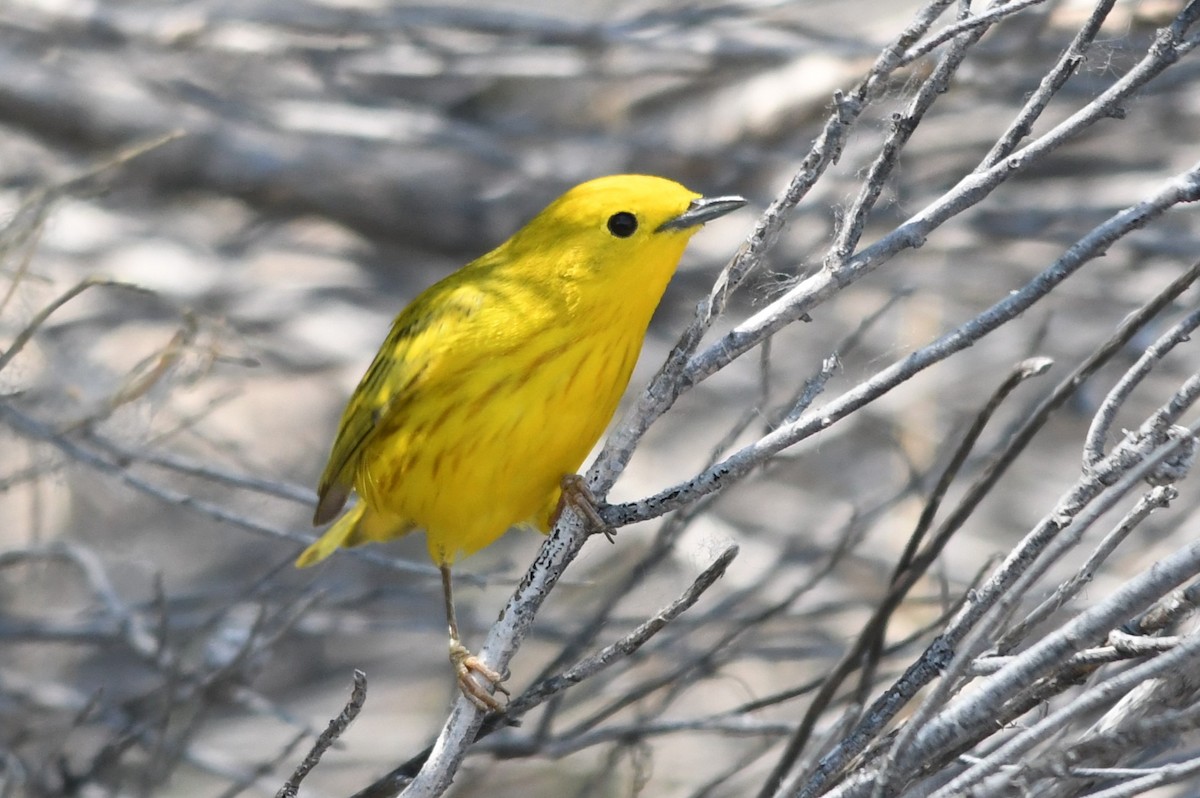 Yellow Warbler - ML620713163