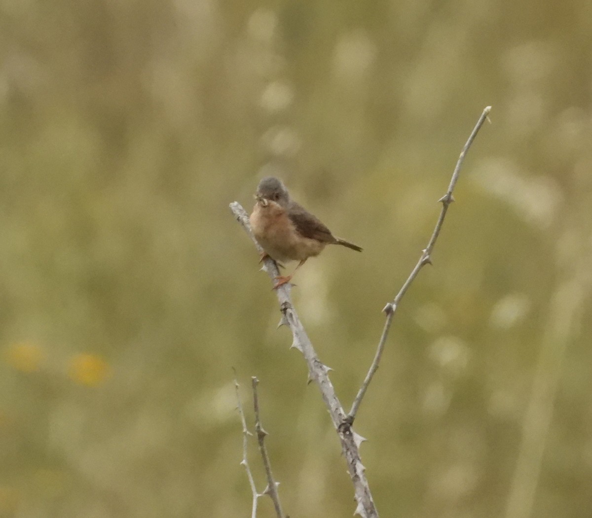 Western Subalpine Warbler - ML620713168