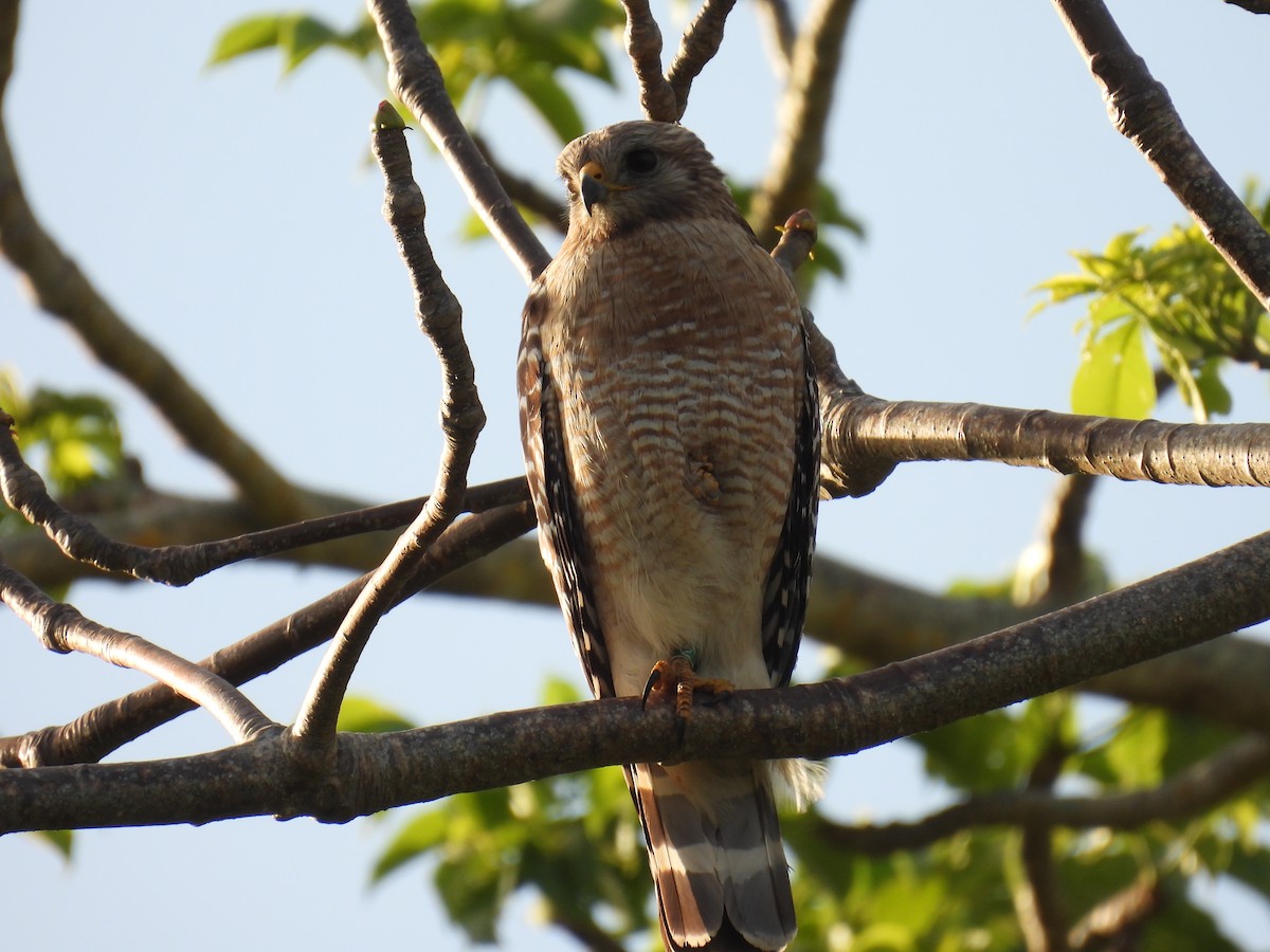 Red-shouldered Hawk - Klenisson Brenner