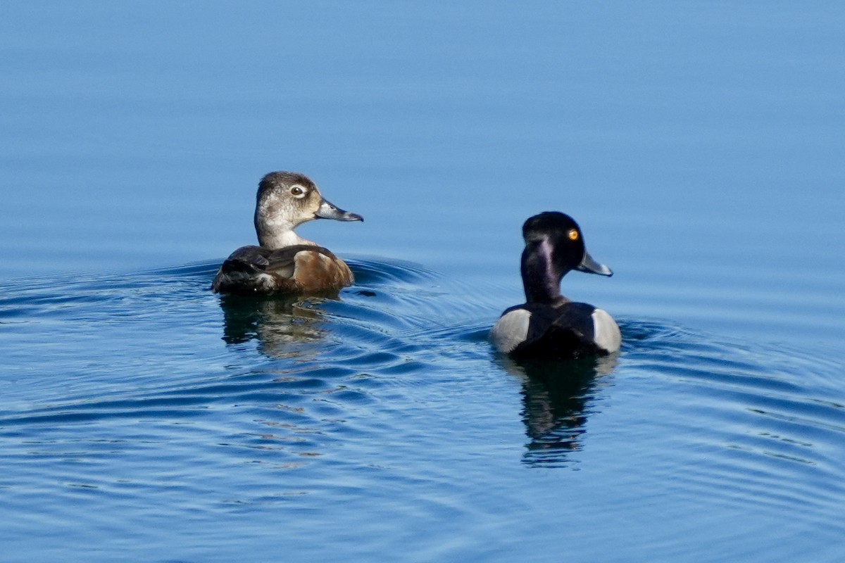 Ring-necked Duck - ML620713175