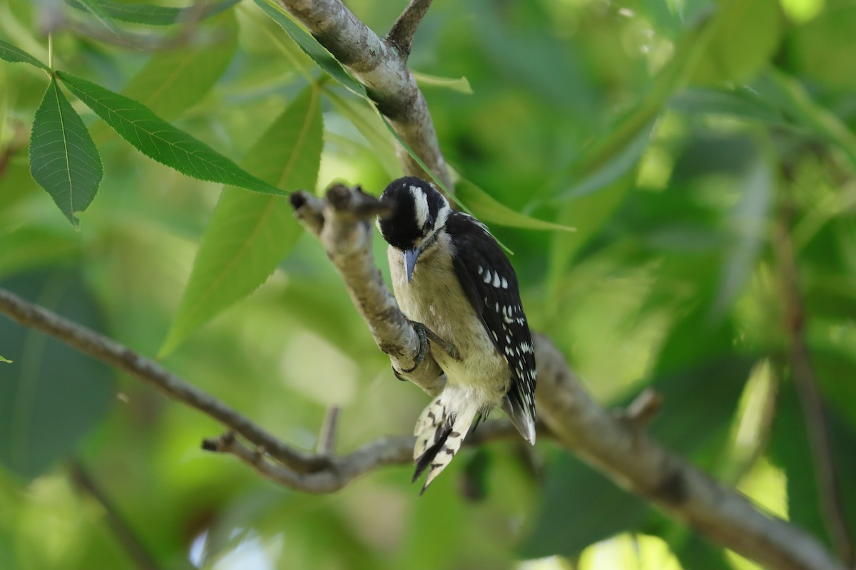 Downy Woodpecker - ML620713177